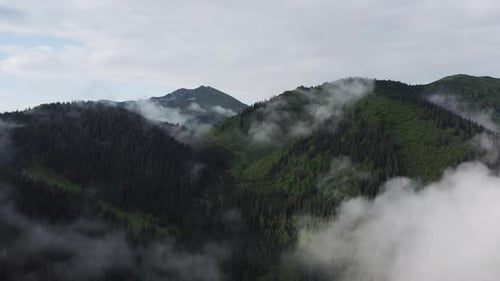 Fog everywhere. Majestic Carpathian Mountains. Beautiful landscape of untouched nature
