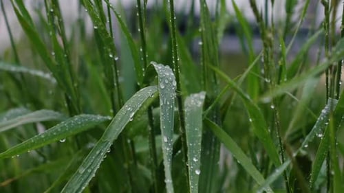 Raindrops on Vibrant Green Grass Blades