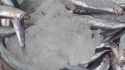 Frischer Fisch auf Eis am lokalen Marktstand in der Küstenstadt