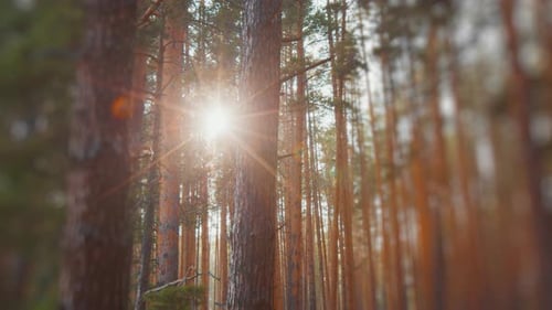Die Sonne scheint durch die Pinien