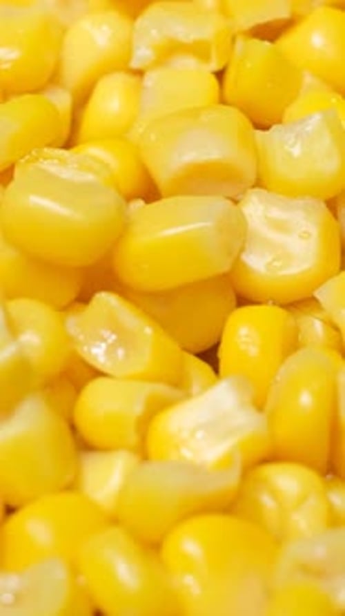 Boiled Corn Rotates in a Circle Corn Background Vertical Video