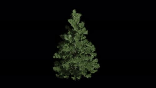 Realistic Pine Tree Swaying in Gentle Wind