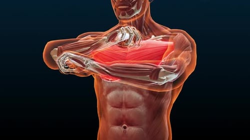 3D Human Pectoral Muscle Contraction Anatomy Animation