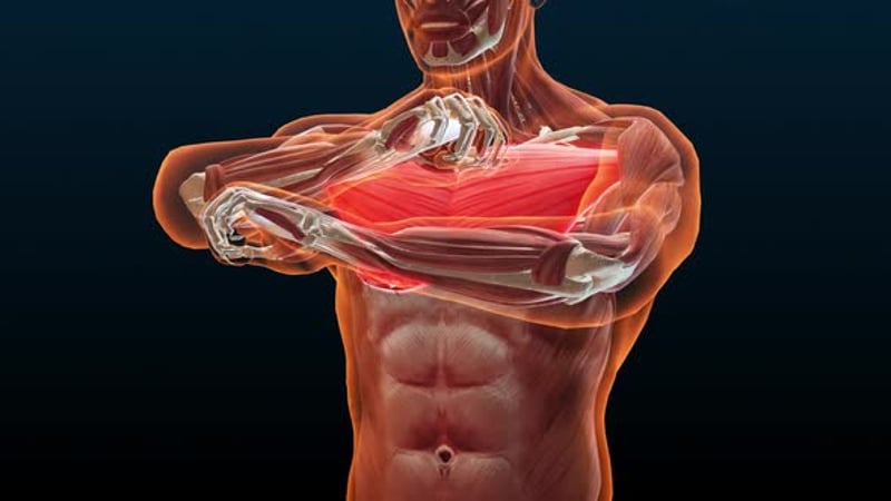 3D Human Pectoral Muscle Contraction Anatomy Animation, Backgrounds ...