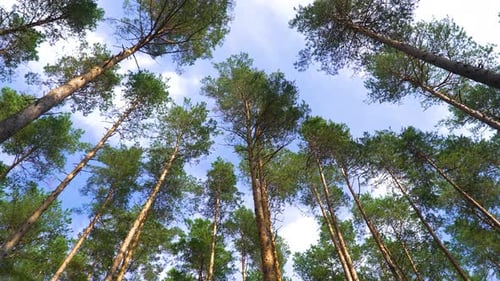 A beautiful shot of tall thin trees tops in a forest