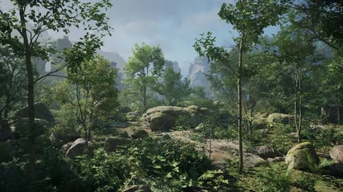 A Forest Filled with Lots of Trees and Rocks