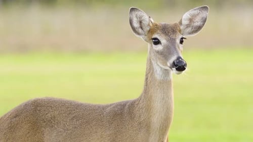 deer licking nose close up with green field in background
