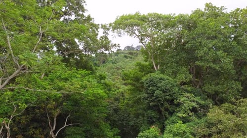 Dense forest green jungle abundant trees, plants