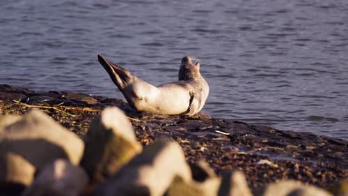 Robbentier wedelt mit Schwanz und Kopf, während er sich auf den Felsen in der Nähe der Nordsee faulenzt