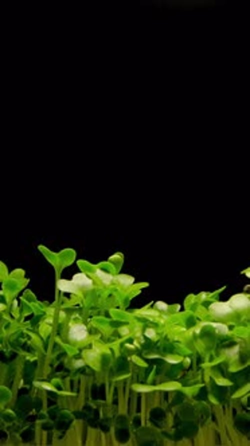Microgreen plants rising from soil time lapse 4k footage.