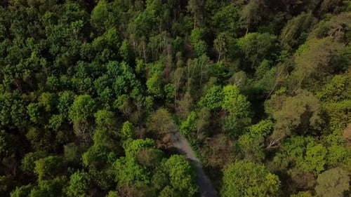 Top down view of path through the forest with lots of trees