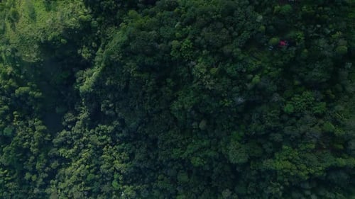 Aerial View on Forest Nature and Green Wood Trees in Fog Landscape of Mountains