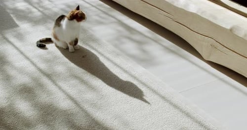 Housecat Sitting in Sunny Interior Room
