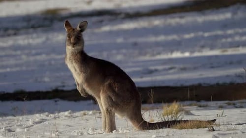 Australien Schneekänguru Bluebird Lake Jindy Mountains Roos, wunderschönes Tier, atemberaubend von Taylor Brant