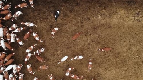 Aerial View of Scattered Brown and White Cows on a Wide Open Dirt Field Showcasing Patterns in