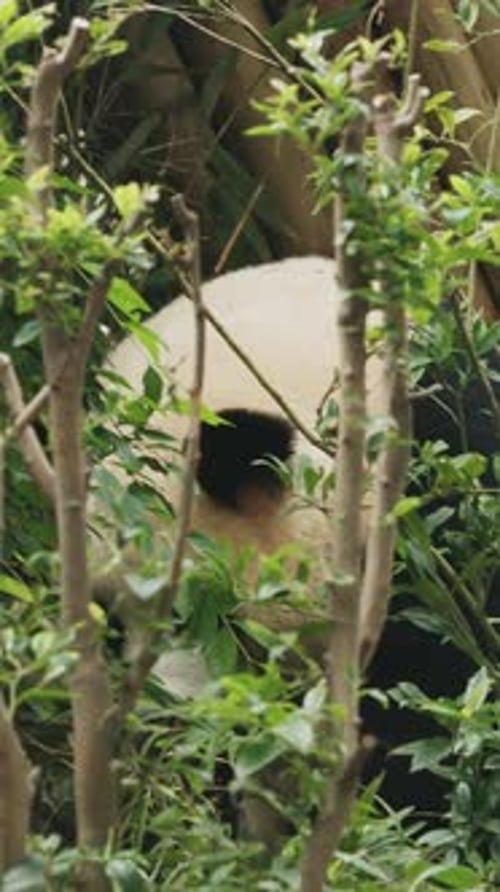 Panda eating amongst green leaves in nature