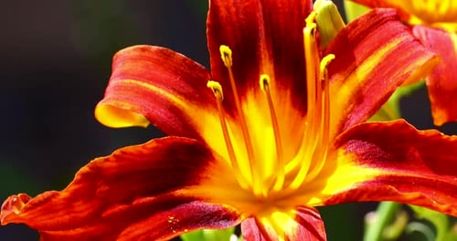 static video of a Tiger Lily flower