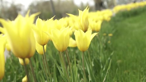blooming tulips on green grass
