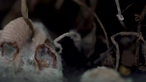 Close up of decomposing mushroom, covering with mold and bugs (4K)