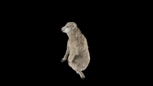 3D Animated Sheep Standing Up and Wiggling