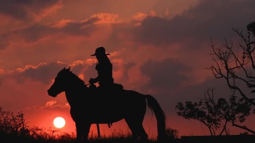 Silhouette one cowboy is riding horse in front of sunset on slope near tree and beautiful sky