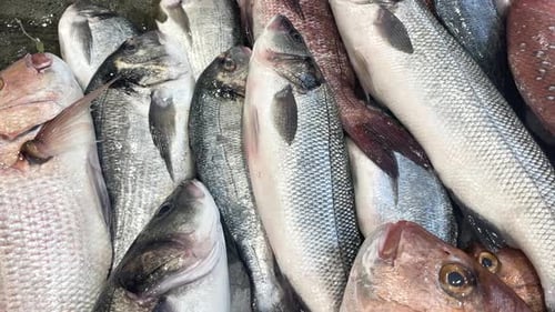 Mercado mediterrâneo. Ampla seleção de frutos do mar frescos exibidos no gelo. Pronto para você levar para casa.