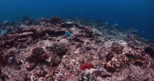 Underwater Scene with Corals and Tropical Fish in Blue Ocean