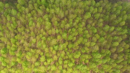 Early autumn in forest aerial top view. Mixed forest, green conifers, deciduous trees with yellow le