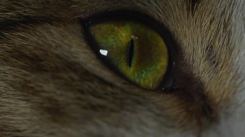 Extreme Close Up of a Cat's Green Eye
