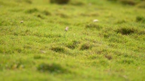 garden green grass closeup view