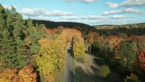 AERIAL: Colorful autumn leaves with beautiful trees in yellow forest near road with driving cars