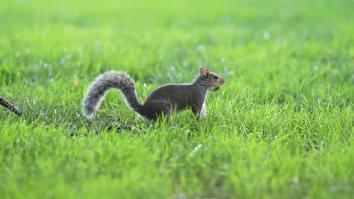 Squirrel Eating in Grass Wild Squirrel with Nut Grey Squirrel Foraging Cute Squirrel in Nature