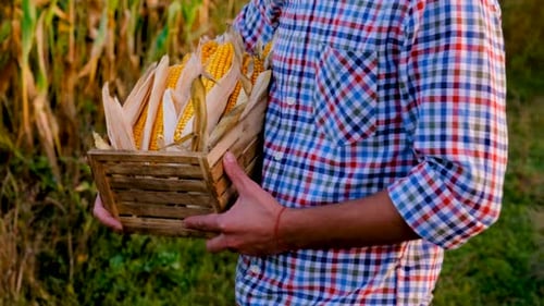 A Man Farmer Harvests Corn in a Field Selective Focus