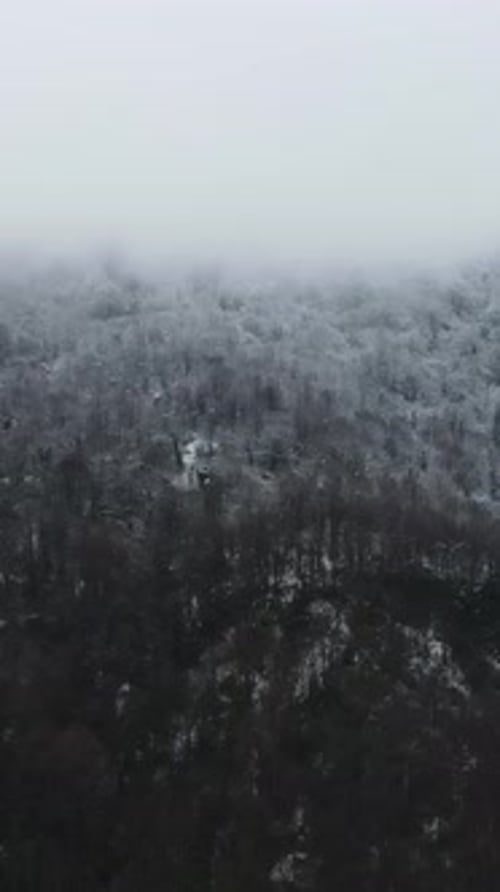 Snowy Foggy Forest Landscape