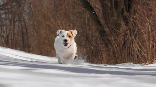 Cute Happy Jack Russell Terrier Running in the Winter Forest with Excitement During a Winter Play in