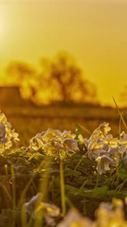 Spring Flowers Blooming at Sunset