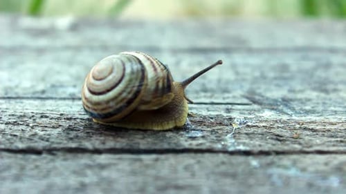 Nahaufnahme einer gestreiften Schnecke, die auf einem Holzbrett kriecht