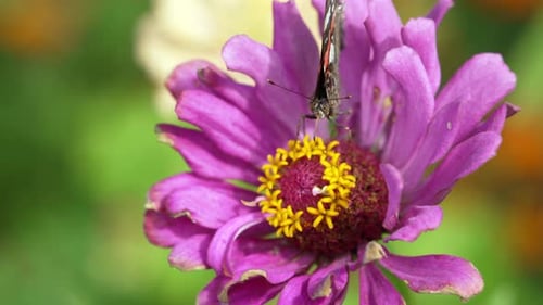 Close-up of a butterfly collecting nectar from a flower in a garden.