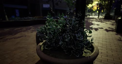 Evening View of a Small Plant in a Serene Urban Setting with Shadows
