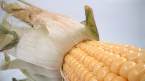 Corn on the cob close up isolated 4K