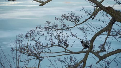 Crow On A Tree That Flies Away
