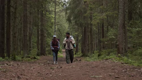Diverse Tourists Walking along Trail in Lush Green Forest
