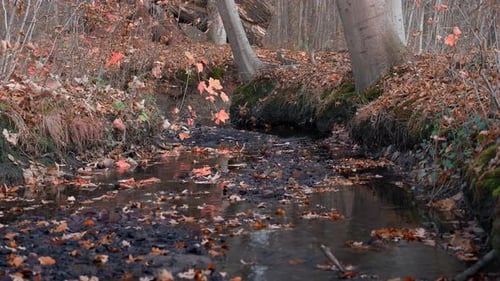 Forest river in the fall. Brook in the autumn forest.