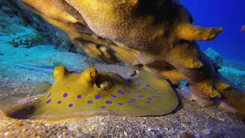 Underwater Blue Spotted Stingray
