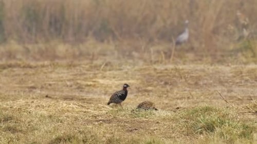 Painted Spurfowl Pair Foraging in Grassy Field