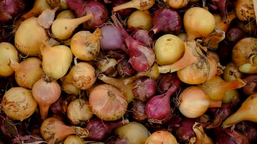 Onion Harvest in the Garden Selective Focus