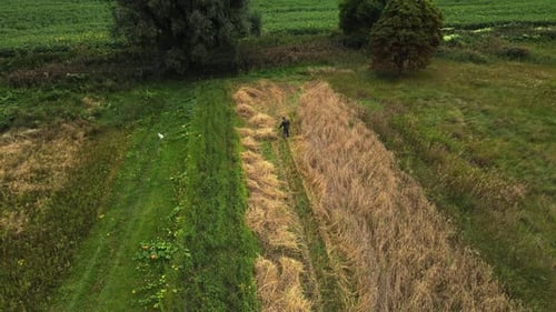 Drone aerial shot of farmer and his dog in the field collects cut grass or hay. Village concept