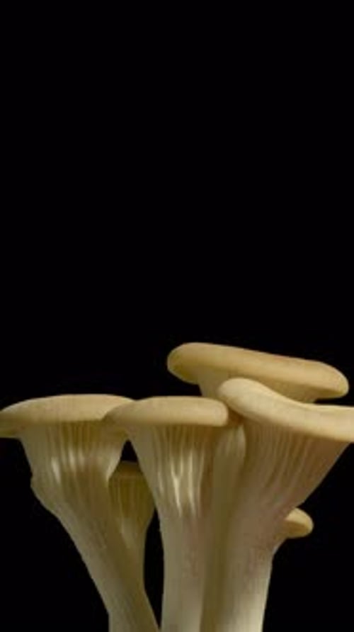 Close-up time-lapse of fungi growth in natural environment with detailed texture and motion.