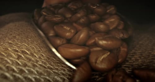 Roasted Coffee Beans Pouring onto Burlap Sack