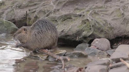 Mother Myocastor coypus and her Baby eating in rocky riverbank, Prague